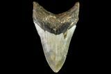 Fossil Megalodon Tooth - North Carolina #109683-2